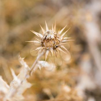 dry bud with seeds on the plant