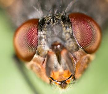 Extreme sharp and detailed study of fly head stacked from many shots taken with microscope lens