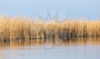 reeds on Lake Outdoors