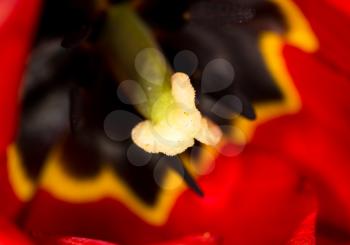 red tulip. close-up
