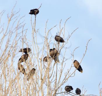 Starlings on the tree