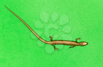 lizard on a green background