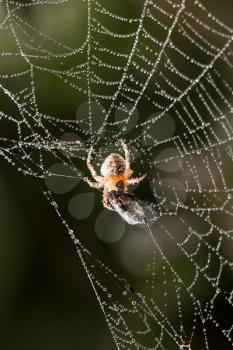 water droplets on a spider web with a spider in nature