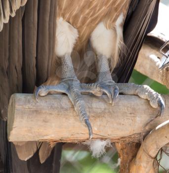 foot eagle
