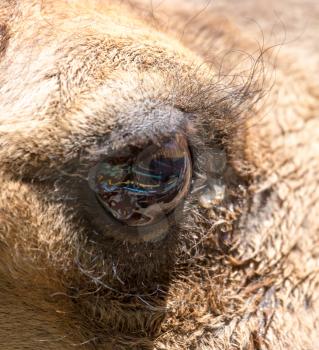 eyes of a camel