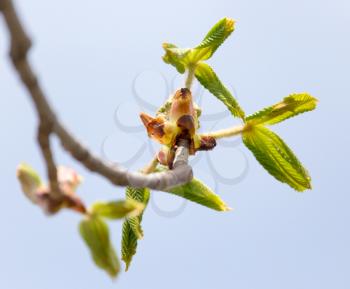 young leaves on the branch of a chestnut in nature