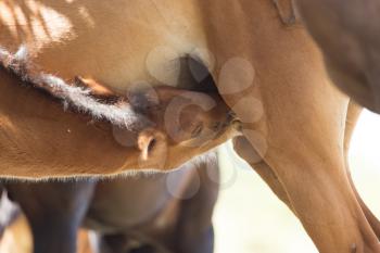 Cute brown foal drinking milk from his mother