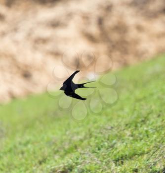 Swallow in flight in nature