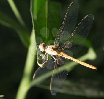 dragonfly night. macro