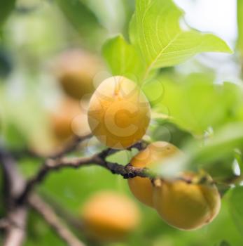 ripe apricots on the nature