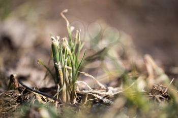 sprouting grass. macro