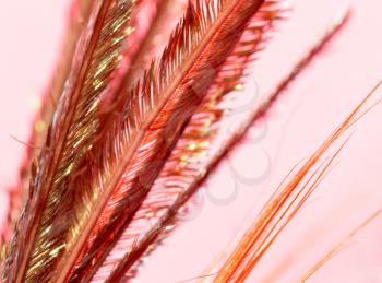 feather on a red background. close