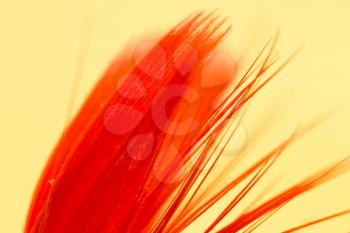 red feather on a yellow background. close