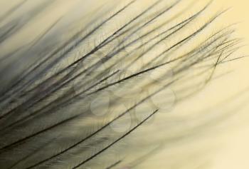 feather on a yellow background. close