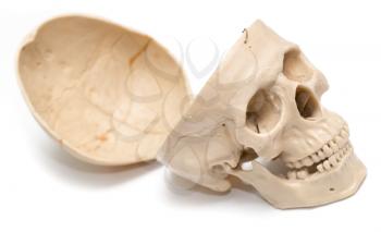 human skull on a white background