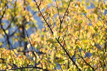 yellow leaves on the tree in autumn