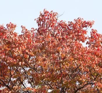 red leaves on a tree in autumn