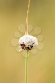 Garlic flower bud in the garden. Close up of garden plant growing in natural ecologic garden