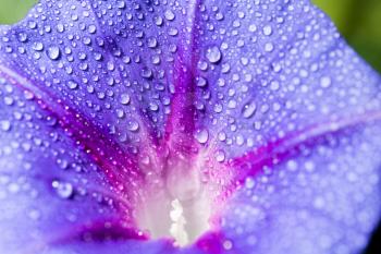 drops of water on a blue flower. close