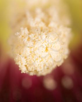 pollen in flower at nature. super macro