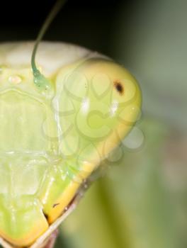 portrait of a praying mantis. super macro