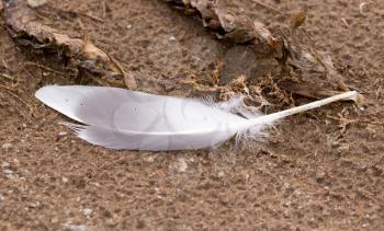 feather on sand