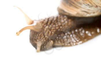 Snail on a white background. super macro
