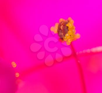 pollen in flower kpasnom