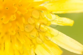 yellow dandelion flower. close