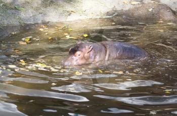 a small hippo