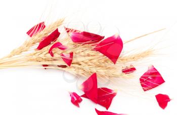 red rose petals and stalks of wheat on a white background