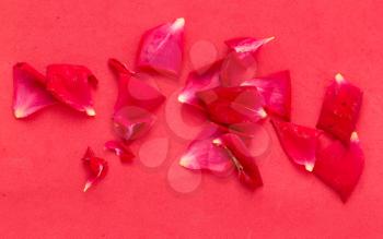red rose petals on a red background