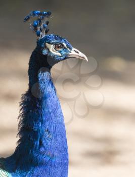 portrait of a peacock in the zoo