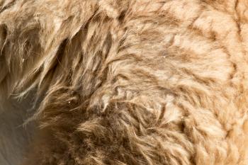 Lama fur as background
