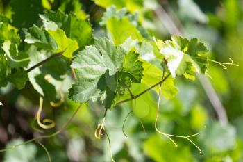 mustache grapes in nature
