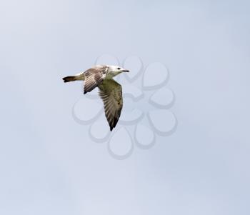seagull in flight in the sky