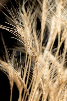 ears of wheat on a black background