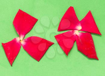 red rose petals on a green background