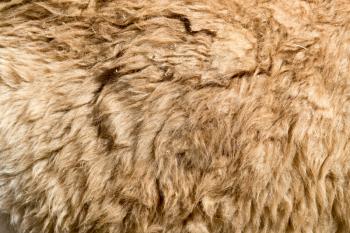 Lama fur as background