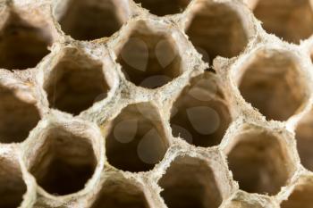 wasp honeycomb as background. close
