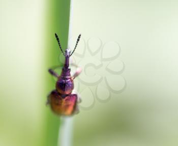 small insect in nature. macro