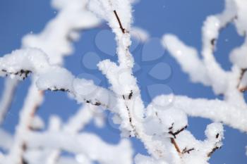 branch of a tree in the snow against the blue sky