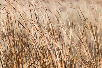background of dry reeds