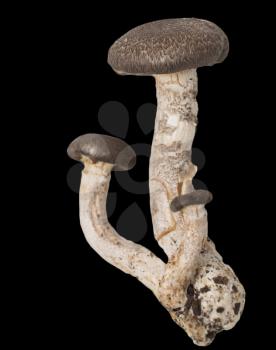agaric mushrooms on a black background. macro