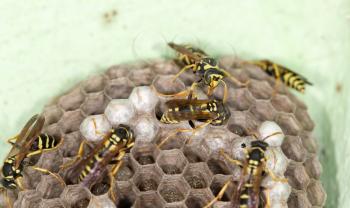 wasps on comb. close