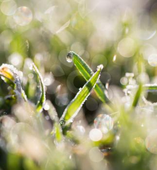 beautiful grass with dew drops