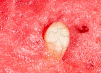 watermelon seeds. Super Macro