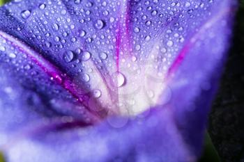 drops of water on a blue flower. close
