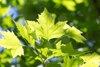 Beautiful maple leaves in nature