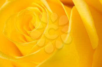 yellow rose petals as a background. macro